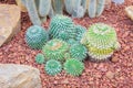 Cactus - Mammillaria nejapensis (Cactaceae) Royalty Free Stock Photo