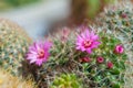 Cactus mammillaria with pink flowers
