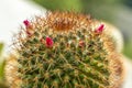 Cactus with many sharp and prickly spines with flower buds in crown Royalty Free Stock Photo