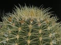 Cactus with many thorns big Royalty Free Stock Photo