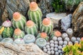 Cactus many variants decorate in the garden select and soft focus.