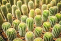 Cactus many variants in the pot for planting arranged in rows select and soft focus.