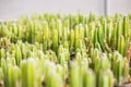 Cactus many variants in the pot for planting arranged in rows select and soft focus.