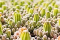 Cactus many variants in the pot for planting arranged in rows select and soft focus.