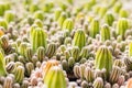 Cactus many variants in the pot for planting arranged in rows select and soft focus.