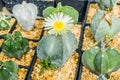 Cactus many variants in the pot for planting arranged in rows select and soft focus.