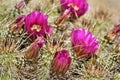 Cactus, Maricopa County, Rio Verde, Arizona Royalty Free Stock Photo