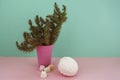 Cactus and marshmallow. Closeup Cacti front view in pink pot on mint and pink background