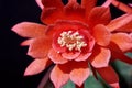 Cactus Matucana madisoniorum in bloom on a dark background