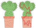 Cactus maze Royalty Free Stock Photo