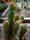 Cactus. Medicine of human being and most dangerous tree