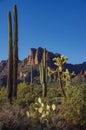 Cactus Medley in the  Superstition Mountains, Arizona Royalty Free Stock Photo