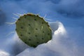 Cactus in melting snow