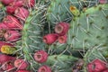 Colorful spiky cactus close up showing pinks, greens, and some yellow.