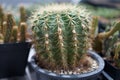 Cactus is a member of the plant family Cactaceae a family comprising about 127 genera with some 1750 known species of the order Ca Royalty Free Stock Photo