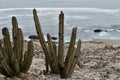 Cactus from the Peruvian Pacific coast 1