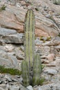 Cactus from the Peruvian Pacific coast 6