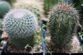 Cactus is a member of the plant family Cactaceae a family comprising about 127 genera with some 1750 known species of the order Ca Royalty Free Stock Photo