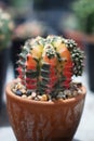 Cactus is a member of the plant family Cactaceae a family comprising about 127 genera with some 1750 known species of the order Ca Royalty Free Stock Photo