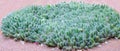 A cactus is a member of the plant family Cactaceae,a family comprising about 127 genera with some 1750 known species of the order Royalty Free Stock Photo