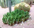 A cactus is a member of the plant family Cactaceae,a family comprising about 127 genera with some 1750 known species of the order Royalty Free Stock Photo