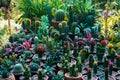 A cactus is a member of the plant family Cactaceae, a family comprising about 127 genera with some 1750 known species of the order Royalty Free Stock Photo