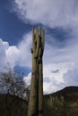 Cactus in Mexico, Baja California Royalty Free Stock Photo