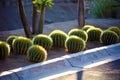 Cactus in Mexico Los Cabos plant 50 megapixels picture