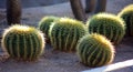 Cactus in Mexico Los Cabos plant 50 megapixels picture Royalty Free Stock Photo