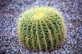 Cactus in Mexico Los Cabos plant 50 megapixels picture