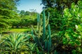 A cactus in middle of green tree and plant on tropical places in bogor indonesia Royalty Free Stock Photo