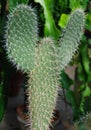 Cactus with Mikey mouse shape Royalty Free Stock Photo