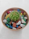Cactus Royalty Free Stock Photo