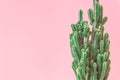 Cactus. Minimal creative stillife on pink pastel background.