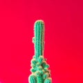 Cactus. Minimal creative stillife on red background