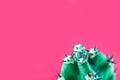 Cactus minimal fashion stillife concept. Trendy Bright Colors Mood. Green cactus with thorns on pink background. Royalty Free Stock Photo