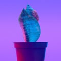 Cactus minimal synthwave fashion vibes. Creative and plant concept art