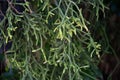 Cactus Mistletoe Clover, Rhipsalis, Epiphytic plant, is a popular plant grown ornamental garden hanging