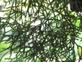 Cactus Mistletoe Clover, Rhipsalis, Epiphytic plant, is a popular plant grown ornamental garden hanging