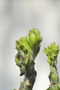 Cactus mollusca on home garden