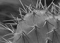 Cactus (monochrome)