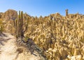 Cactus Moon Valley geological formations bizzare, lunar shape cl Royalty Free Stock Photo