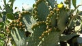 Cactus morocco Indian fig opuntia Barbary fig