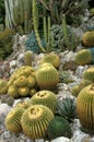 Cactus, Mother in Law`s Seat, echinocactus grusonii, Botanial Garden in Monaco