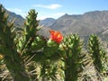 Cactus in the mountains Royalty Free Stock Photo