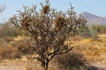 Cactus with multiple Bird nests in the deserts of Arizona Royalty Free Stock Photo