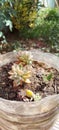 Cactus in my garden.beautiful plants. Royalty Free Stock Photo