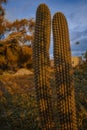 Cactus in an orange sunset