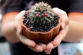 Mammillaria.