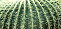 Cactus native to the Western Hemisphere Royalty Free Stock Photo